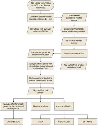 Prognosis and immune features of pyroptosis-related RNA patterns in low-grade glioma